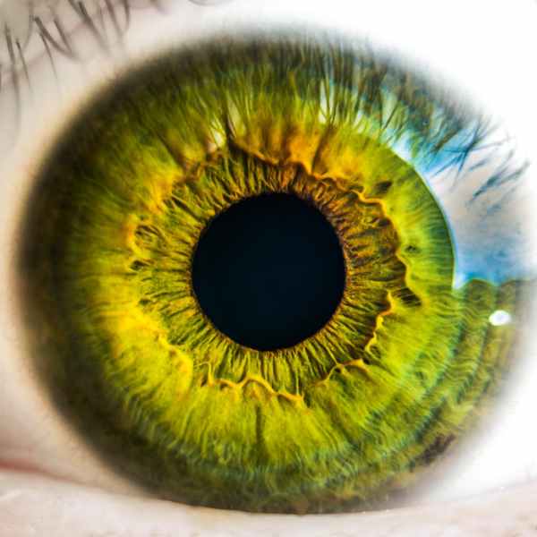 eye iris anatomy biology