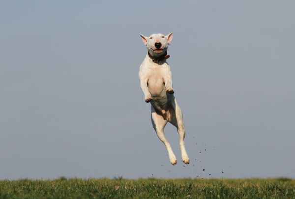 white dog terrier jumping near grass field during daytime